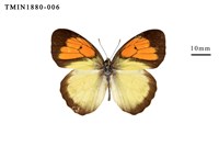 藏品(異粉蝶)的圖片